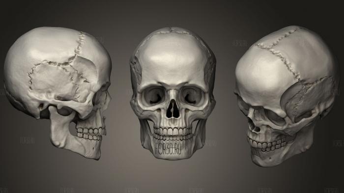 Human male skull 32 3d stl модель для ЧПУ